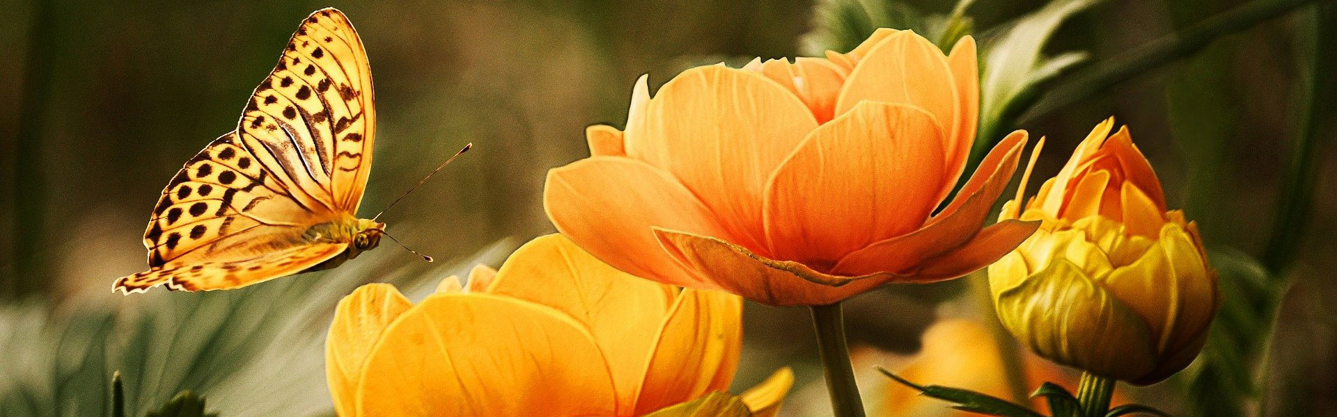 Energy healing services Kelowna